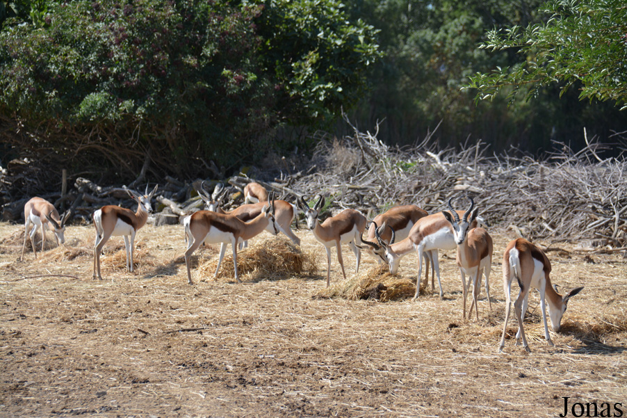 Antidorcas marsupialis