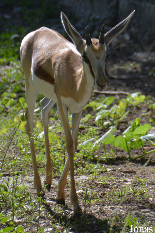 Antidorcas marsupialis hofmeyri