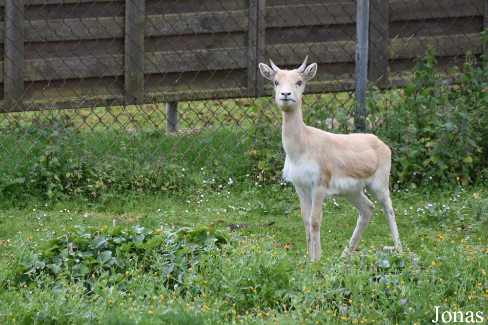 Antilope cervicapra