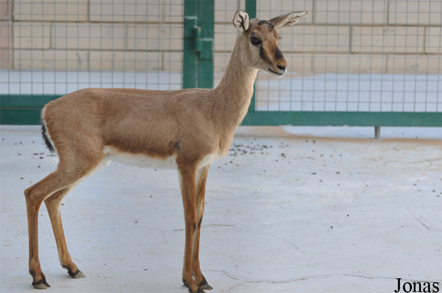 Gazella bennettii bennettii