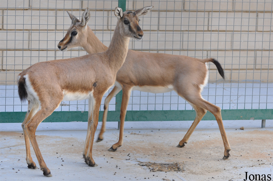 Gazella bennettii bennettii