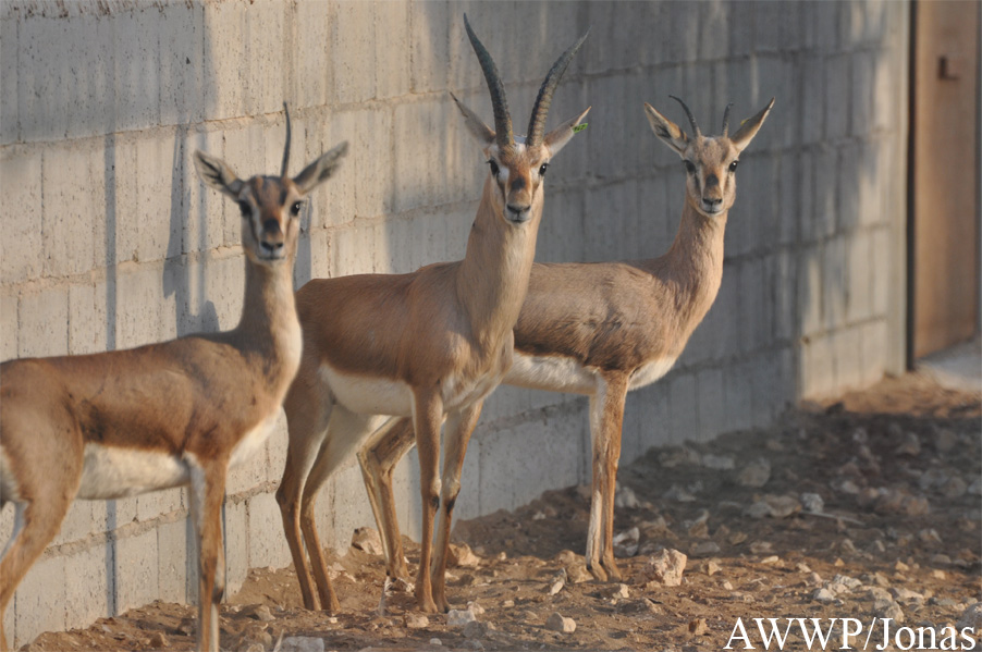 Gazella bennettii fuscifrons
