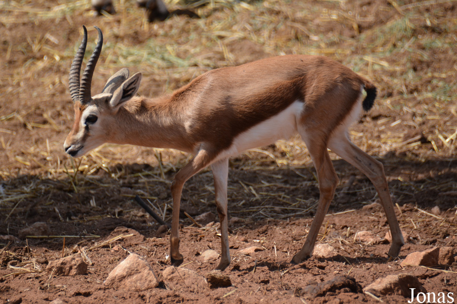 Gazella dorcas