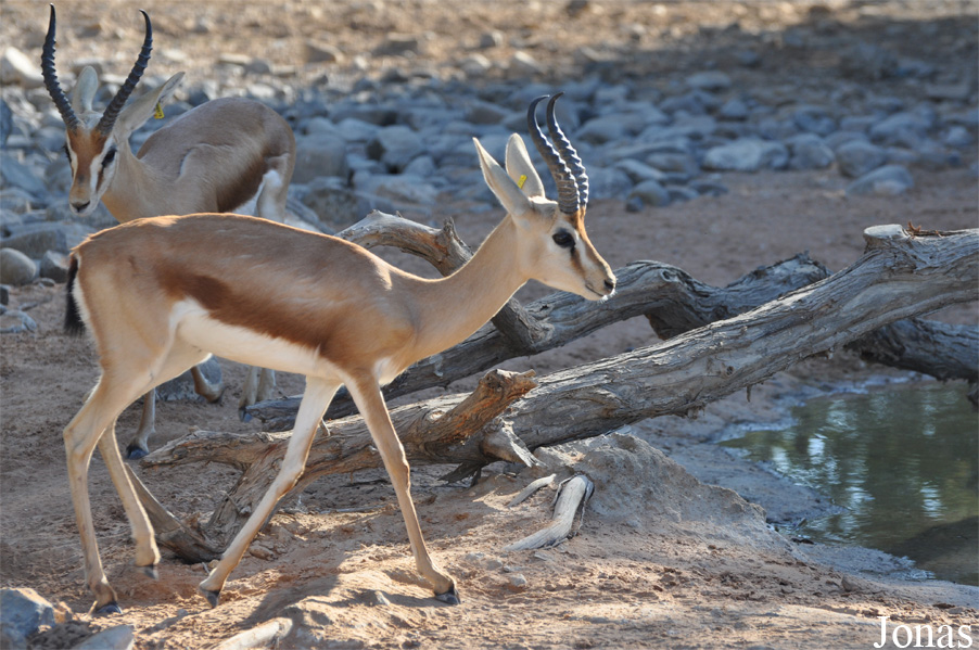 Gazella dorcas isabella