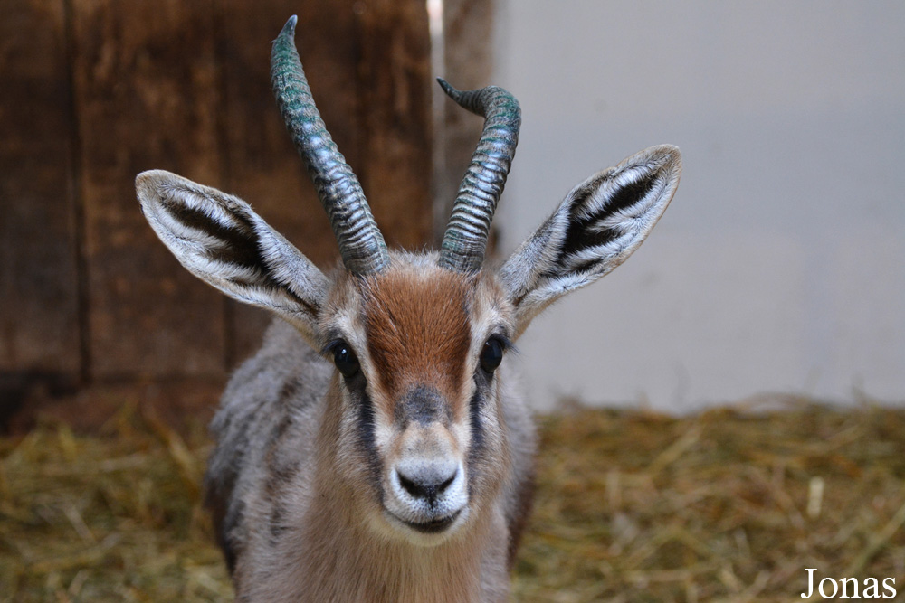 Gazella dorcas osiris
