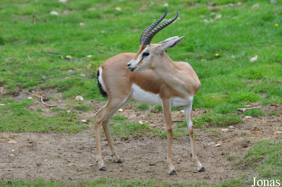 Gazella dorcas osiris