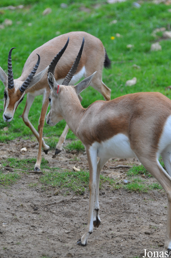 Gazella dorcas osiris