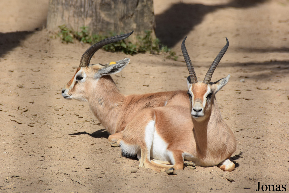 Gazella dorcas osiris