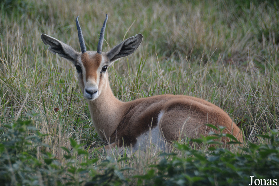 Gazella dorcas osiris