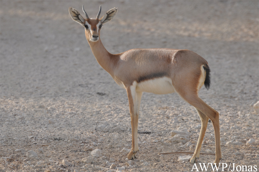 Gazella gazella