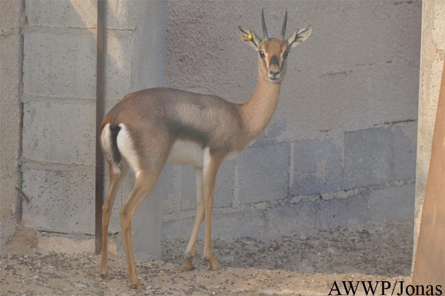 Gazella gazella