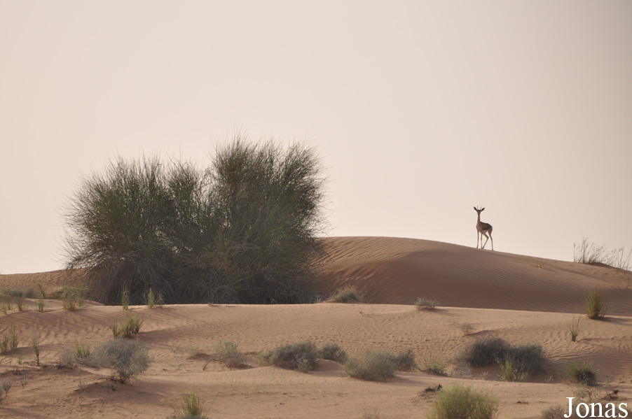 Gazella gazella
