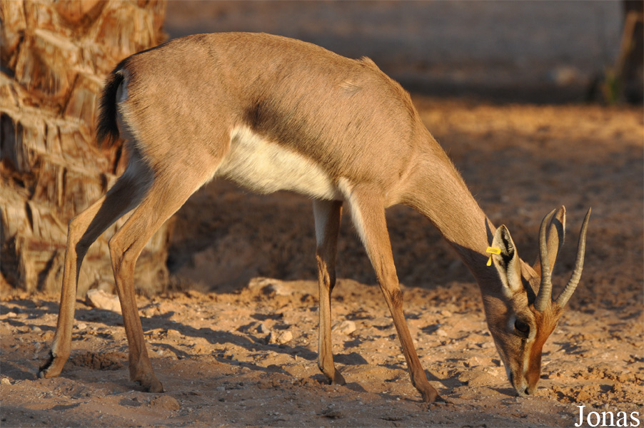Gazella gazella cora