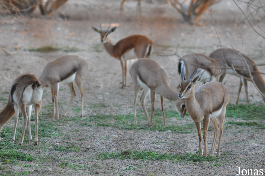 Gazella gazella cora