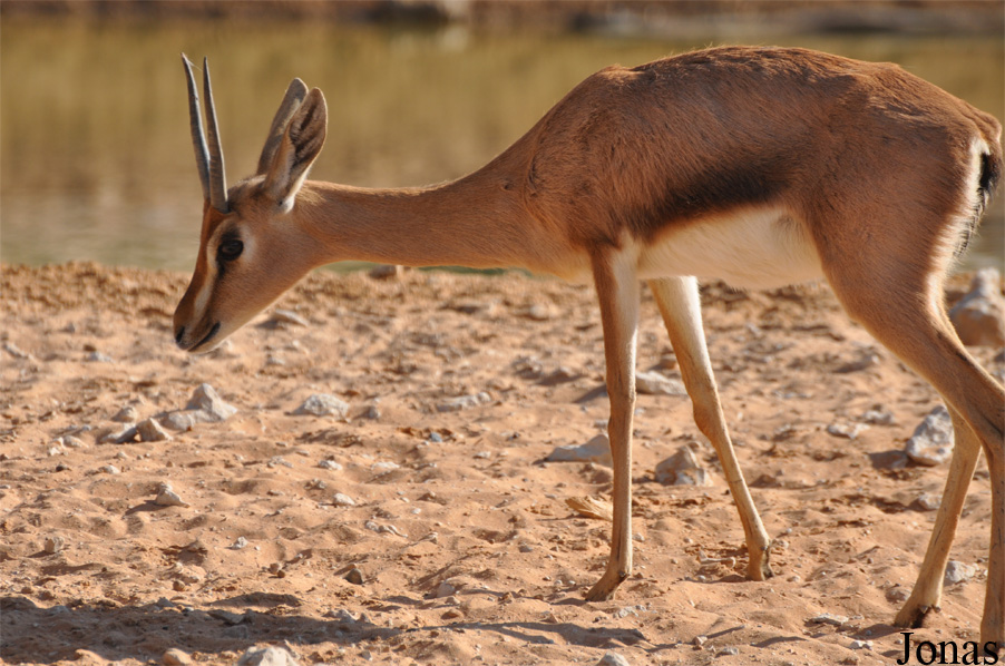 Gazella gazella cora