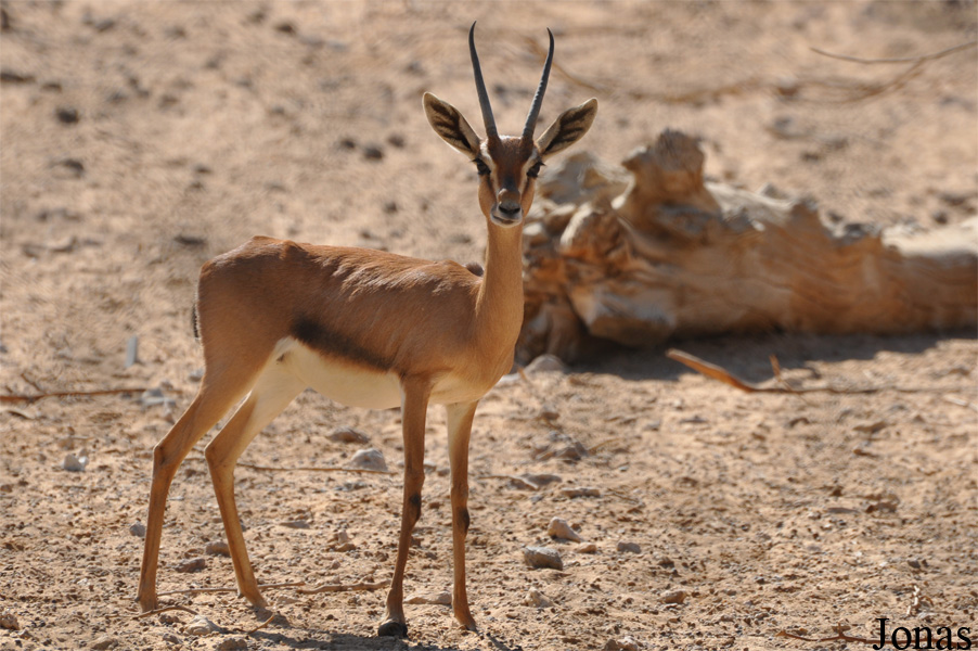Gazella gazella cora