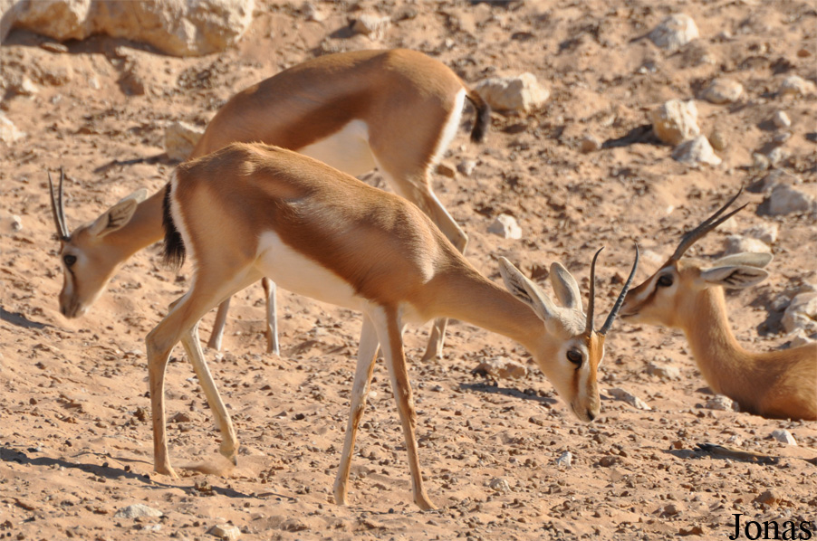 Gazella gazella cora