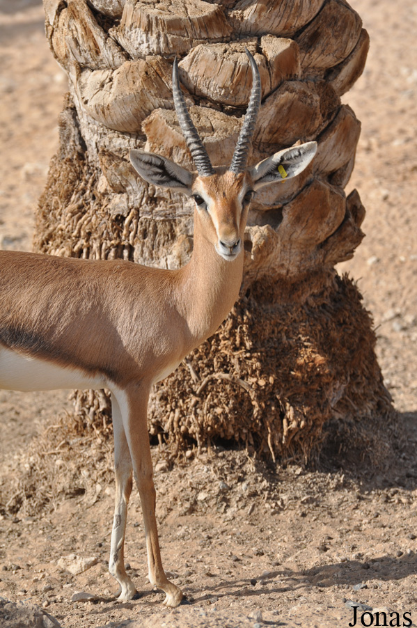 Gazella gazella cora