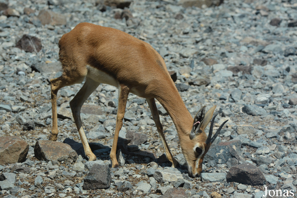 Gazella gazella cora