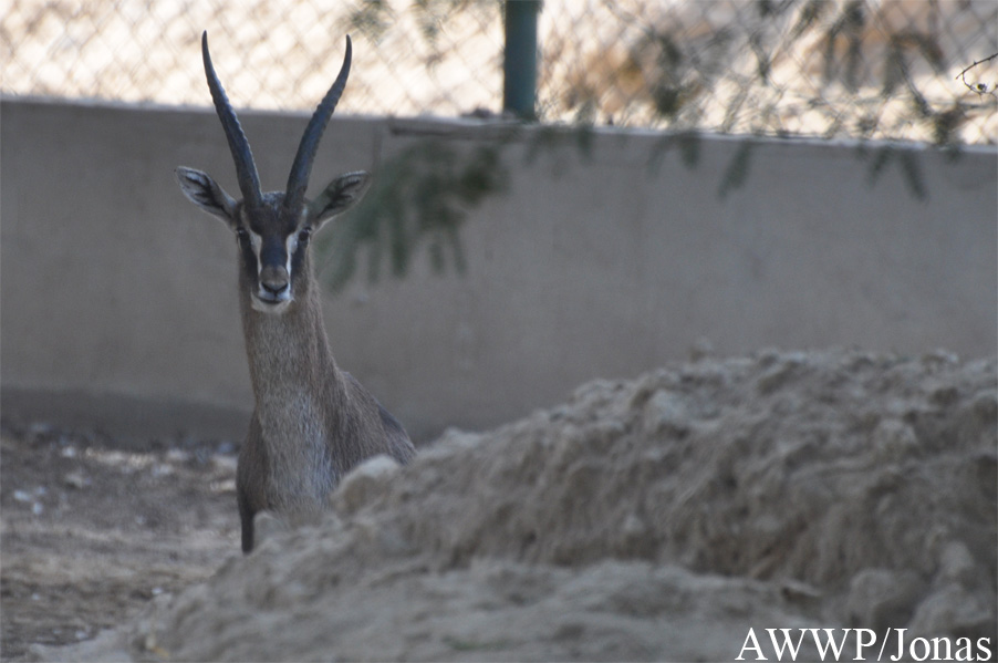 Gazella gazella erlangeri