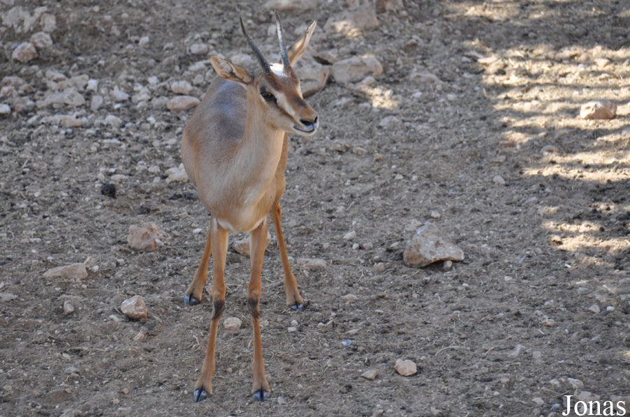 Gazella gazella gazella