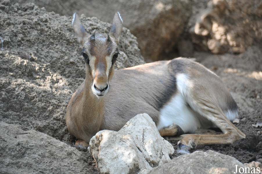 Gazella gazella gazella