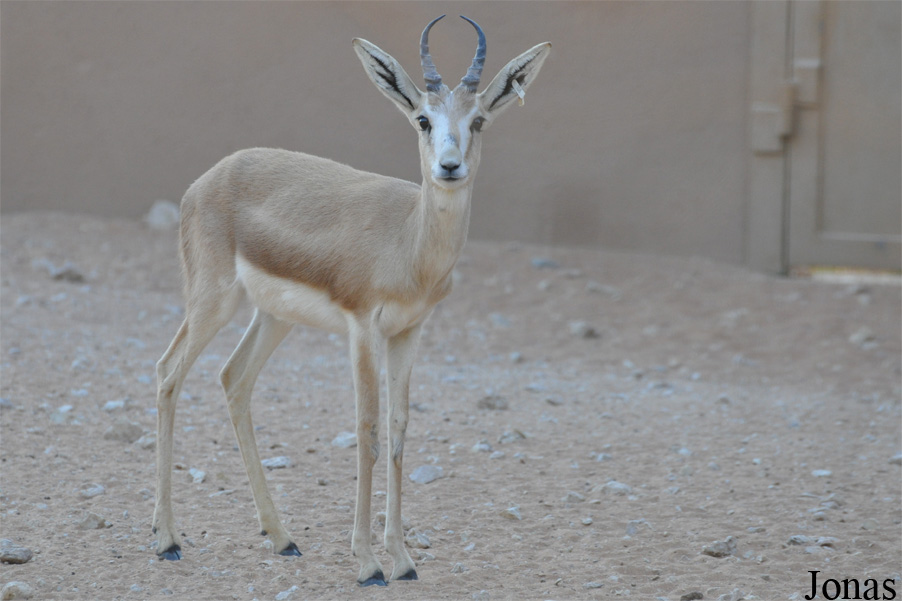 Gazella subgutturosa marica