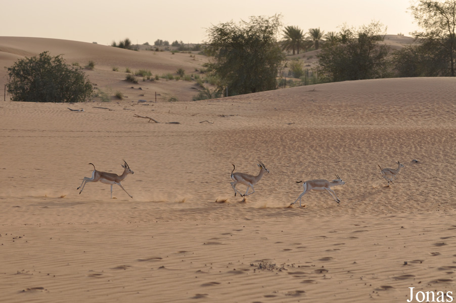Gazella subgutturosa marica