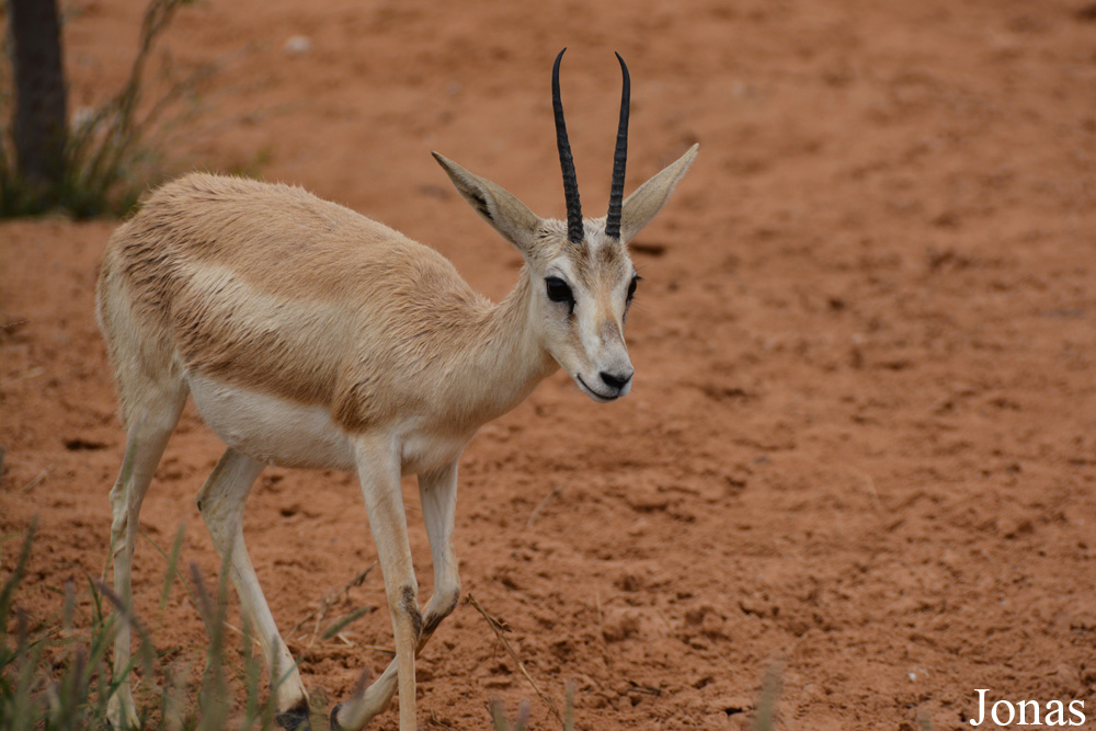 Gazella subgutturosa marica