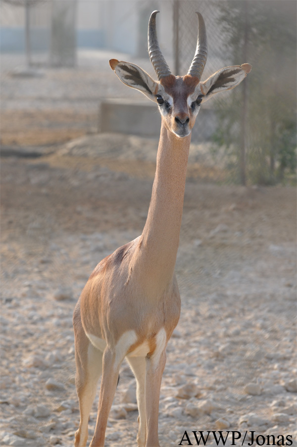 Litocranius walleri sclateri