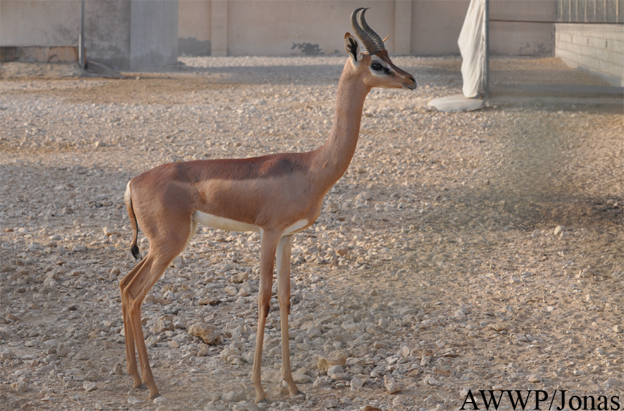 Litocranius walleri sclateri