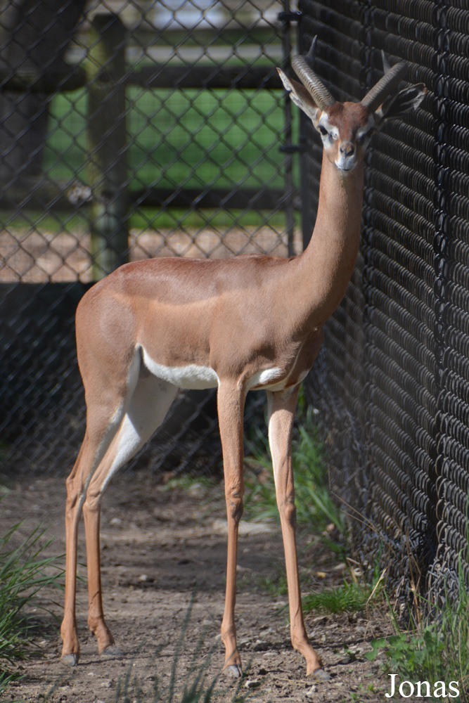 Litocranius walleri walleri