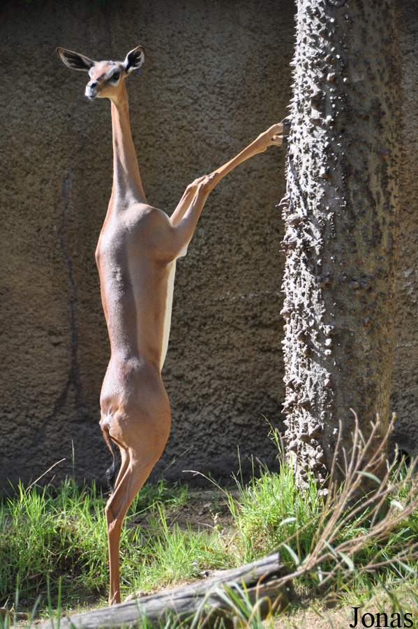 Litocranius walleri walleri