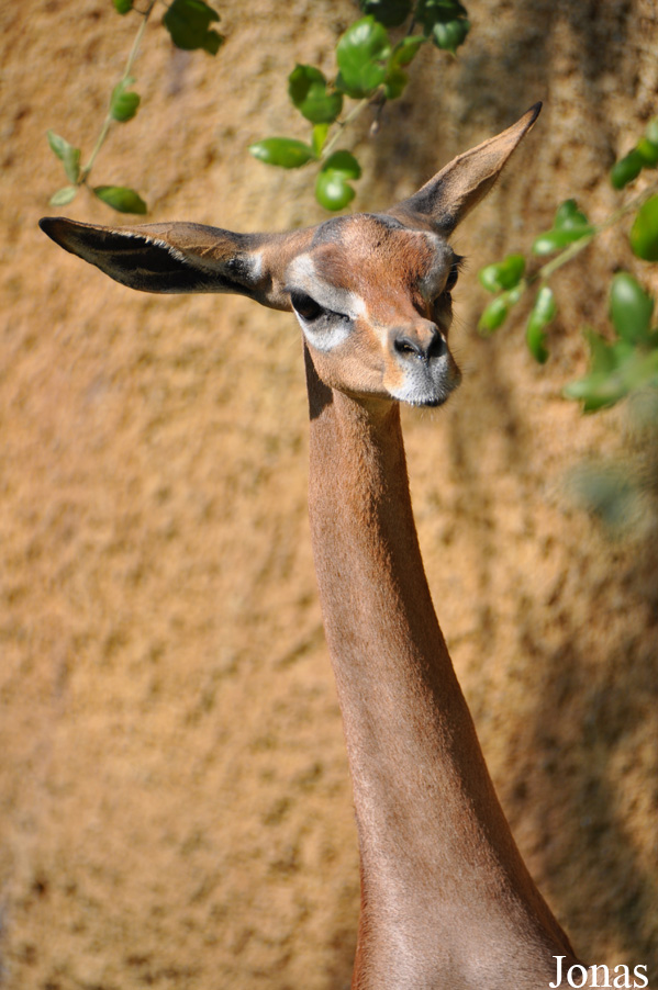 Litocranius walleri walleri