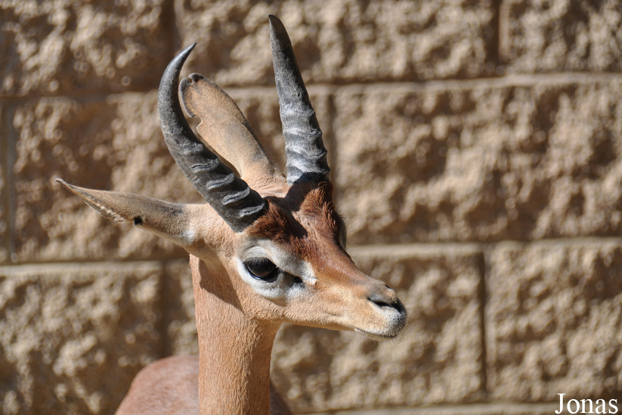 Litocranius walleri walleri