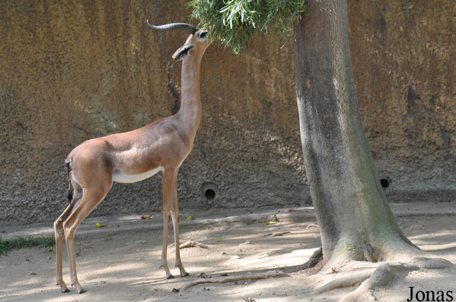 Litocranius walleri walleri
