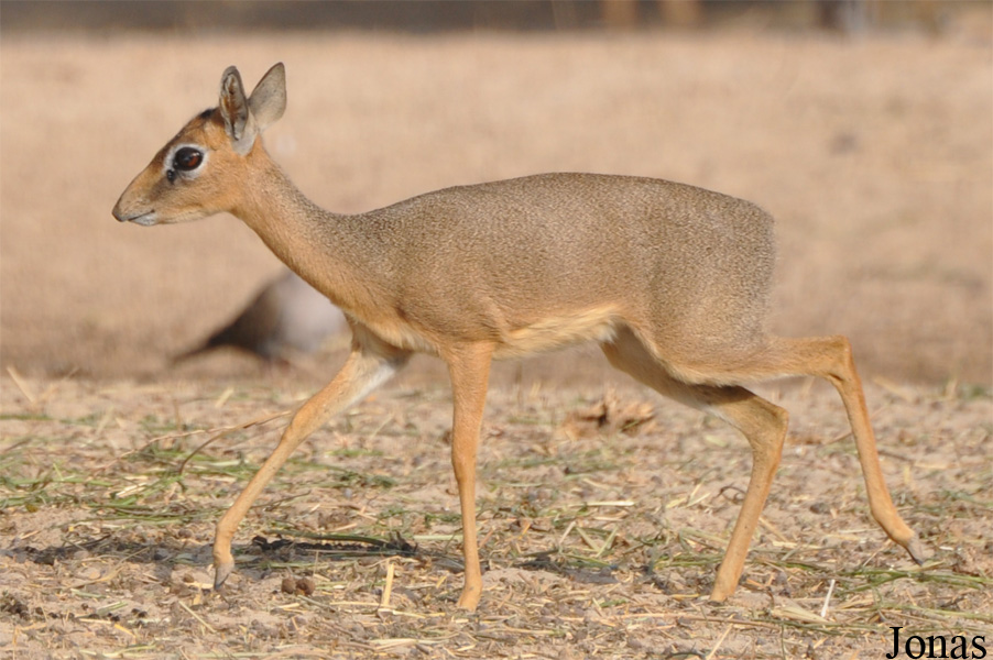 Madoqua kirkii