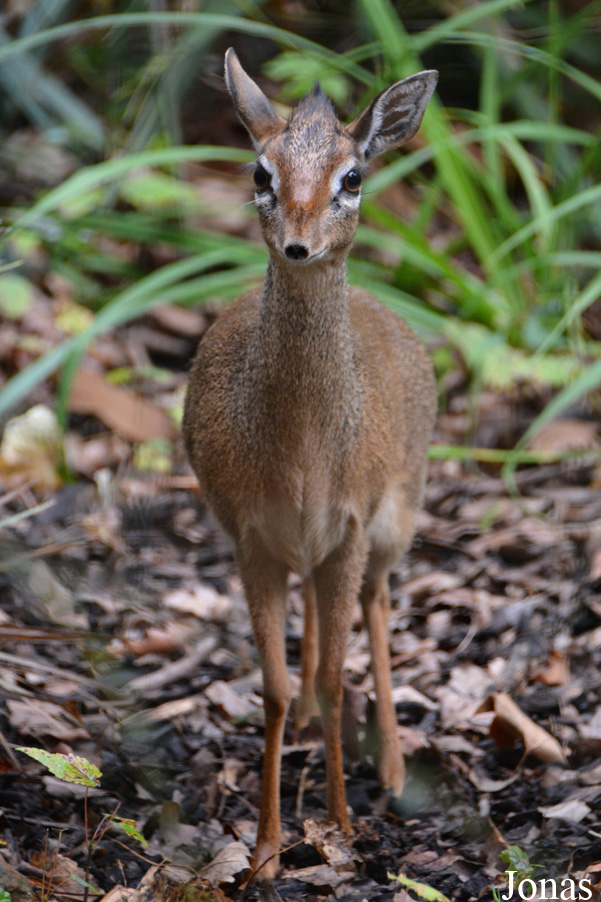 Madoqua kirkii