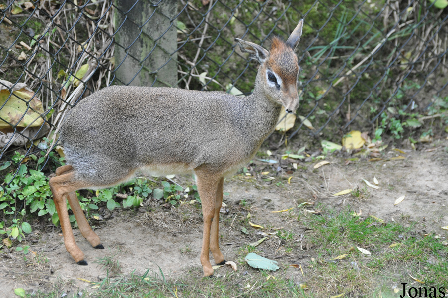 Madoqua kirkii