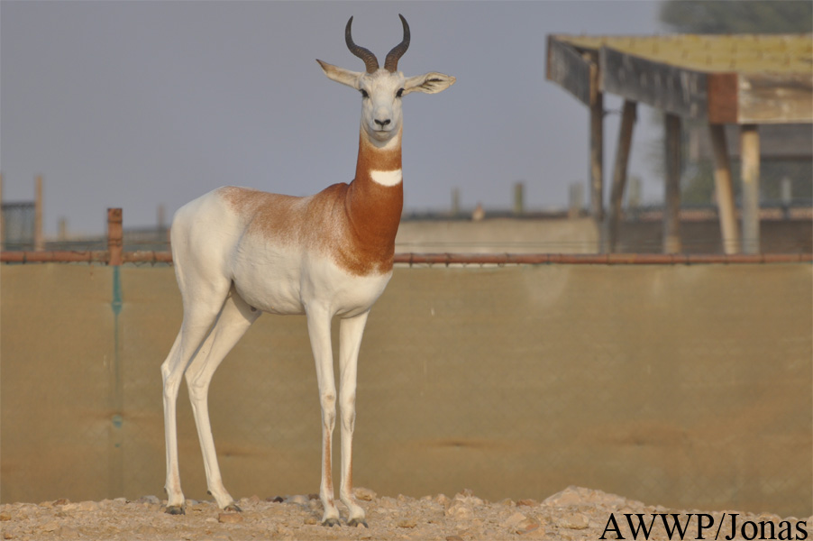 Nanger dama ruficollis