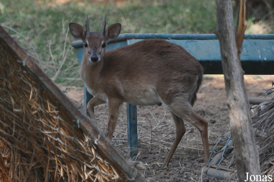 Nesotragus moschatus zuluensis