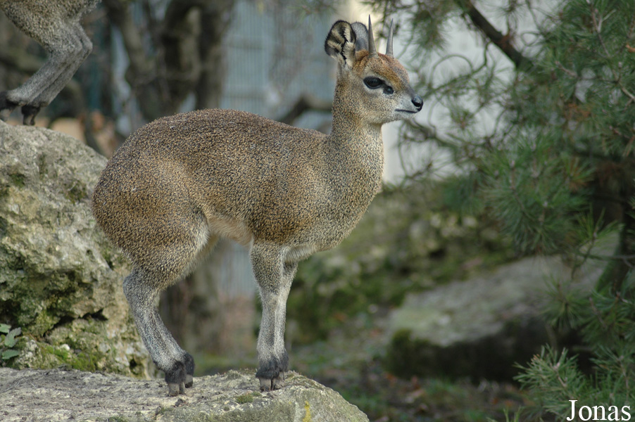 Oreotragus oreotragus saltatrixoides
