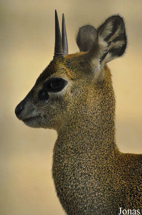 Oreotragus oreotragus saltatrixoides