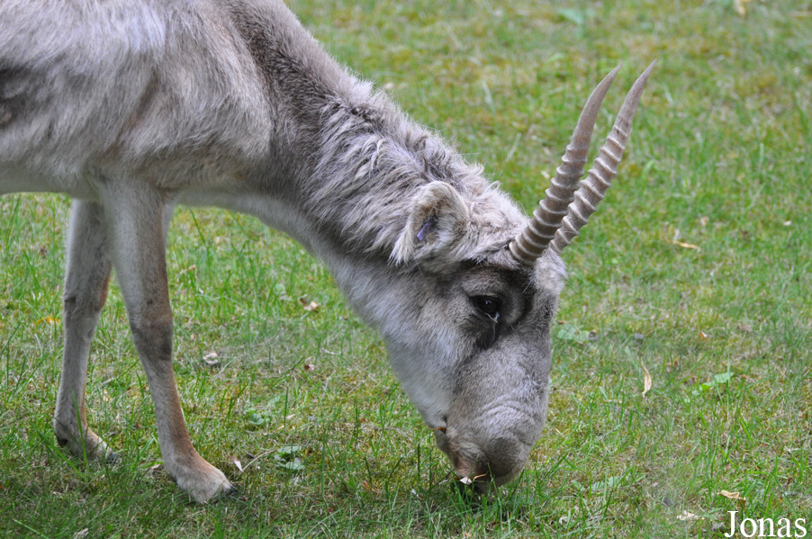 Saiga tatarica tatarica