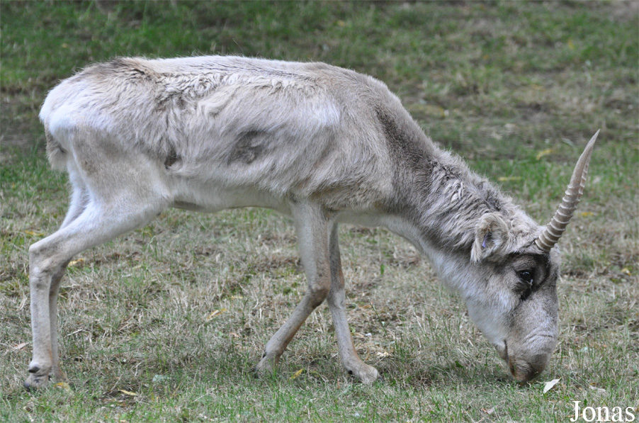Saiga tatarica tatarica