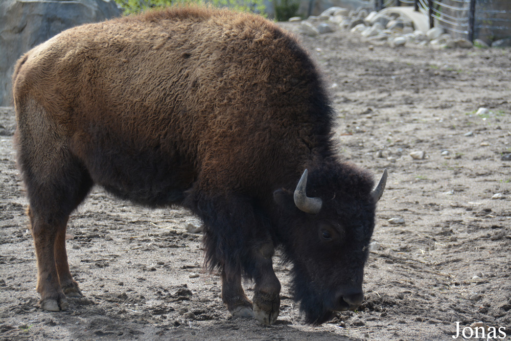 Bison bison
