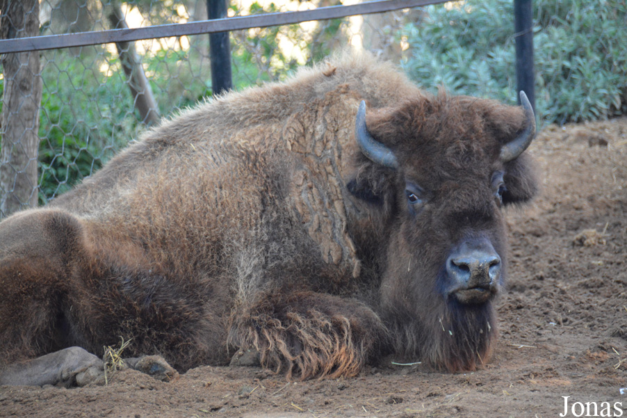 Bison bison