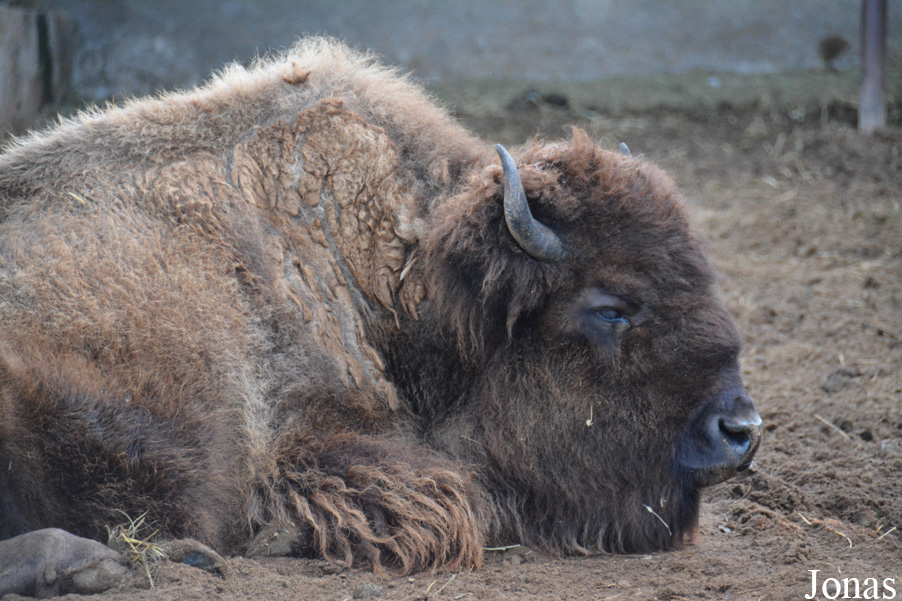 Bison bison