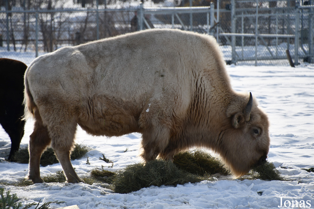 Bison bison