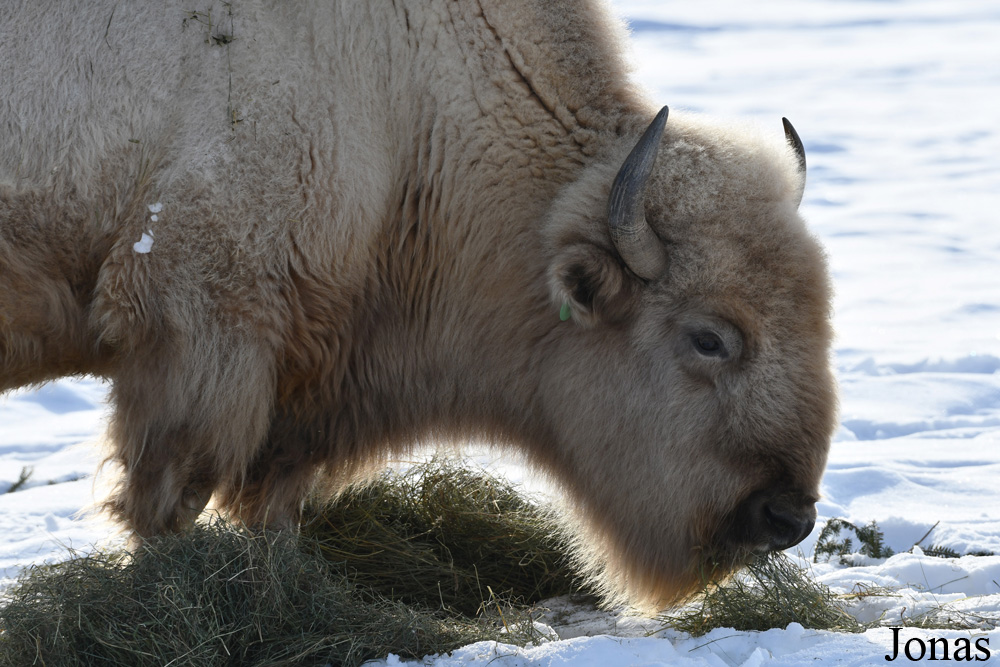 Bison bison